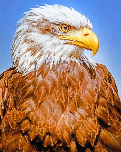 Close Up Bald Eagle painting by numbers