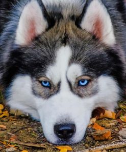 Close Up Husky painting by numbers