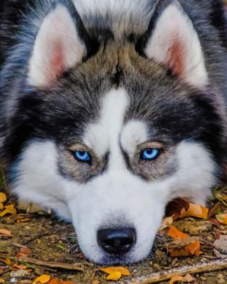 Close Up Husky painting by numbers