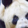 Close Up Panda painting by numbers