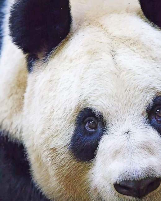 Close Up Panda painting by numbers