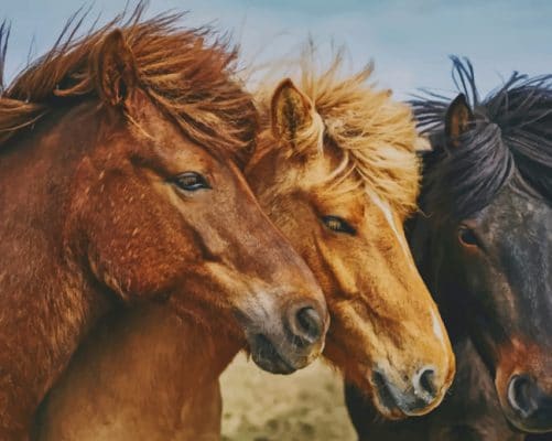 Close Up Horses painting by numbers