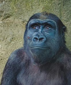 Close Up Photo Of Gorilla painting by numbers