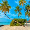 Coconut Tree On Beach Shore painting by numbers