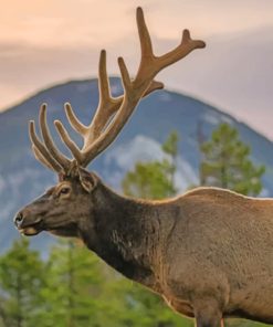 Colorado's Deer paint by numbers