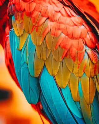 Colorful Feathers Of Birds painting by numbers