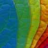 Colorful Leaves painting by numbers