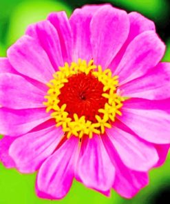 Common Zinnia Plant paint b numbers