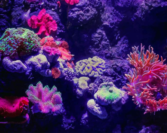 Coral Reef painting by numbers