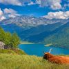 Highland Cow Watching The Lake paint by numbers