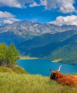 Highland Cow Watching The Lake paint by numbers