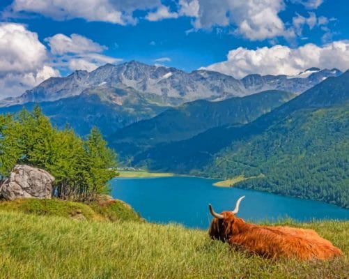 Highland Cow Watching The Lake paint by numbers