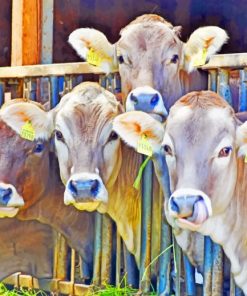 Cows Behind A Fence paint by numbers