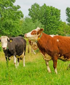 Cows In A Landscape paint by numbers