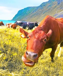 Cows In A Field paint by numbers