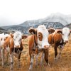 Cows In The Mountain paint by numbers