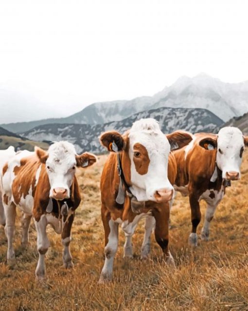 Cows In The Mountain paint by numbers