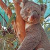 Koala Sleeping On Tree painting by numbers