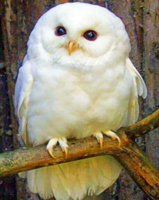Baby Snowy Owl painting by numbers
