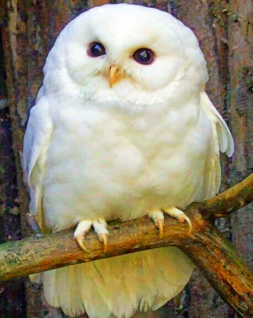 Baby Snowy Owl painting by numbers