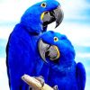 Cute Love Birds painting by numbers