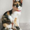 Cute Calico Cat painting by numbers