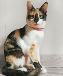 Cute Calico Cat painting by numbers