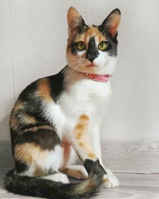 Cute Calico Cat painting by numbers