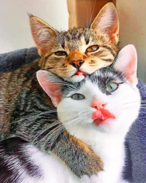 Brown And Gray Cats painting by numbers