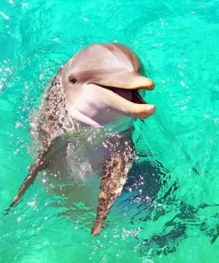 Baby Dolphin painting by numbers