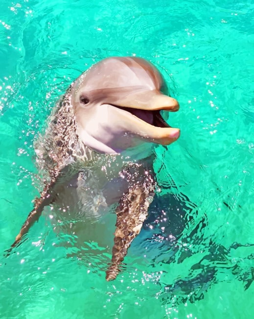 Baby Dolphin painting by numbers