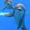 Adorable Dolphins painting by numbers