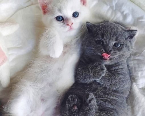 Cute Kittens Lying On Bed painting by numbers