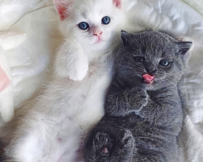 Cute Kittens Lying On Bed painting by numbers