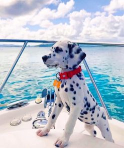 Cute Puppy Dalmatian painting by numbers