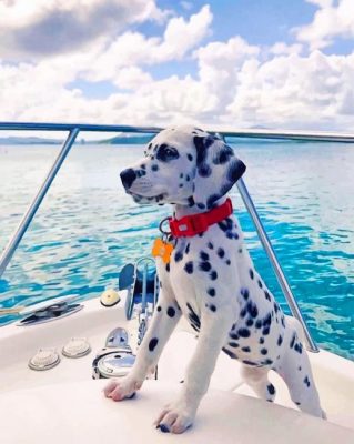 Cute Puppy Dalmatian painting by numbers