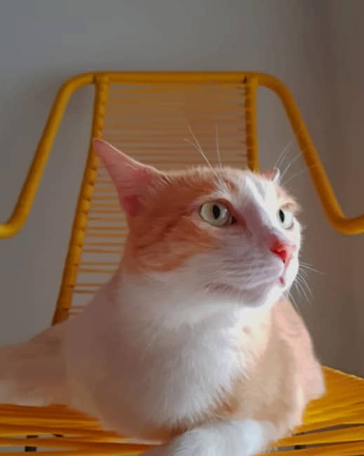 Orange And White Cat On The Chair paint by numbers