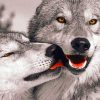 Cute Wolves In Love painting by numbers