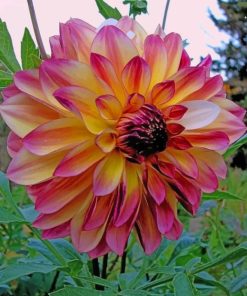 Dahlia Pink Flower painting by numbers