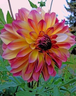 Dahlia Pink Flower painting by numbers