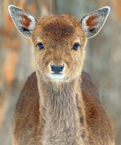 Baby Deer Close Up paint by numbers