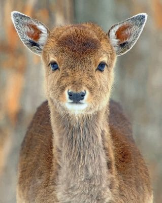 Baby Deer Close Up paint by numbers