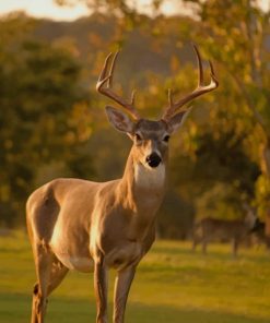 Deer In A Landscape paint by numbers