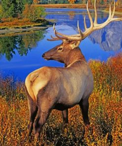 Deer Grand Teton National Park painting by numbers