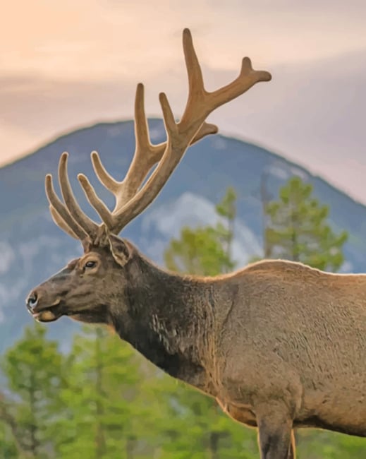 Deer In The Wilderness paint by numbers