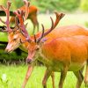 Deers With Long Antlers painting by numbers