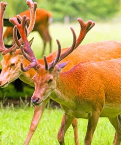 Deers With Long Antlers painting by numbers