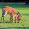 Deer And Fawn In A Grassland paint by numbers