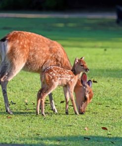 Deer And Fawn In A Grassland paint by numbers