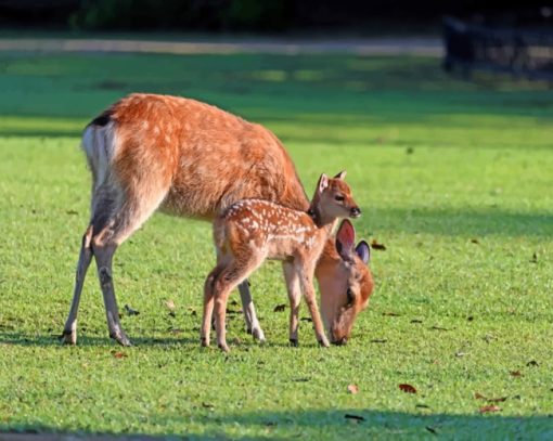 Deer And Fawn In A Grassland paint by numbers